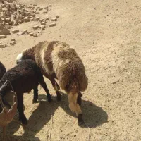 قوچ و بره|حیوانات مزرعه|شیدا, |دیوار