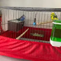 مرغ عشق جفت با جوجه ۸ماهه رام|پرنده|پردیس, فاز ۱|دیوار