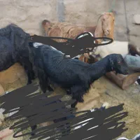 بر مری