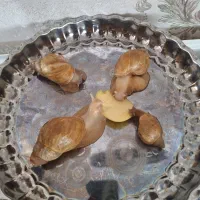 حلزون آچاتنا، آلبینو مولد بزرگ|خزنده|کرمانشاه, |دیوار