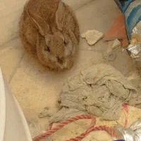 فروش خرگوش|موش و خرگوش|اصفهان, ارداجی|دیوار