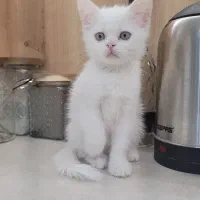 بچه گربه هیمالین سفید