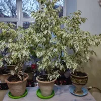 سه عدد گل بنجامین باهم