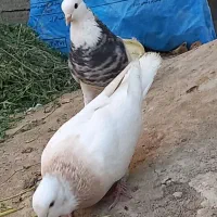 کفتر طوقی|پرنده|جهرم, |دیوار