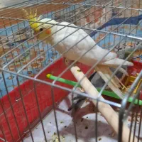 عروس هلندی جوجه رام و دستی سن دو ماهه|پرنده|ری, دولتآباد|دیوار