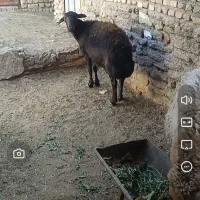 میش مایه دار آبستن