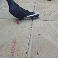 کبوتر نر