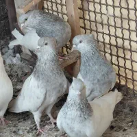 کفتر کله ای