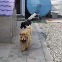 اجاره-هزار-متر-پانسیون-ز