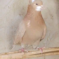 ماده ابلق زرد کاکلی جوجه شازده زرد