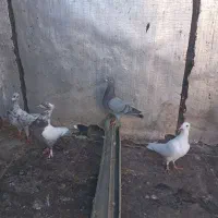 چندتا کفتر پرشی|پرنده|بشاریات, |دیوار