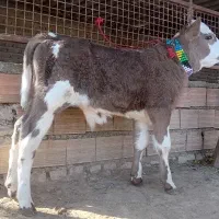 1 راس گوساله سیمینتال نر کلفت کشیده جنس