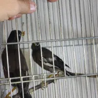 یک جفت مرغ مینا جوان نر و ماده دونسته.|پرنده|شاهینشهر, فیض|دیوار