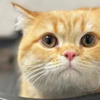 واگذاری گربه نر