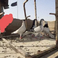 کبوتر کفترجوجه