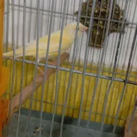 قناری نر|پرنده|کوهدشت, |دیوار