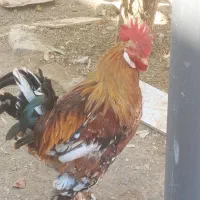 مرغ خروس کلین و پاکوتاه بوقلمون ماده|حیوانات مزرعه|اندیمشک, |دیوار