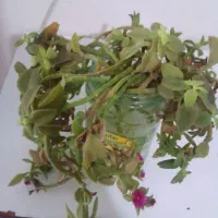 قلمه گل یخ با ریشه صلواتی