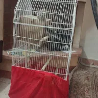 عروس هلندی
