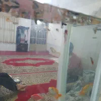 ماهی گوپی