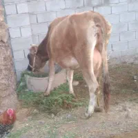 گاو گوساله بمی شیری|حیوانات مزرعه|بندرعباس, |دیوار