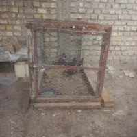 کبوتر و قفس