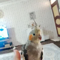 عروس هلندی سالم دستی