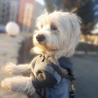 واگذاری یک عدد شیتزو تریر