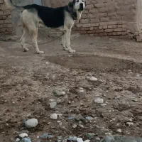 سگ پژی