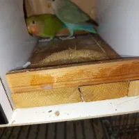 کوتوله|پرنده|شیراز, شیخ علی چوپان|دیوار