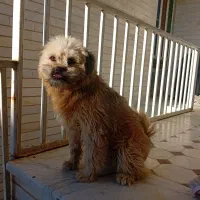 واگذاری پت|سگ|شاهرود, |دیوار