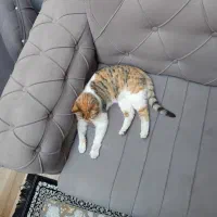 واگذاری گربه