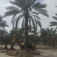 انواع نخل های تنه 4تا6متر