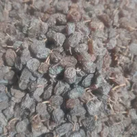 کشمش بیدانه افتابی پاک شده