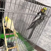 عروس هلندی|پرنده|پردیس, فاز ۸|دیوار