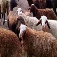 گوشت گوسفندی بره گرم گرم کشتار در حضور مشتری