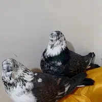 کفتر پرشی ،قاره، زاغ، سوسکی|پرنده|دماوند, گیلاوند|دیوار