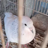 یال الماسی نر|پرنده|شیراز, پودنک|دیوار