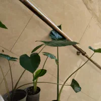 باباآدم جاینت و تنه قرمز|حراج|قم, در بهشت|دیوار