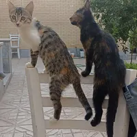 بچه گربه خانگی (رایگان)