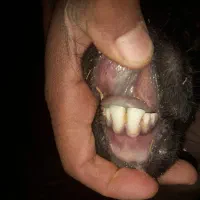 میشی برادر|حیوانات مزرعه|زرندیه, |دیوار