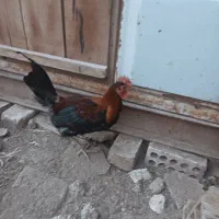 تخم نطفه دار لری و گلین|حیوانات مزرعه|خمینی‌شهر, |دیوار