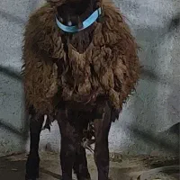 بره قوچ همو و هترو