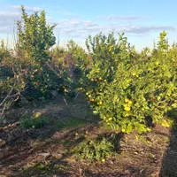 زمین باغی ۲۸۰۰متر واقع در طبقده|فروش زمین و ملک کلنگی|طبقده, |دیوار