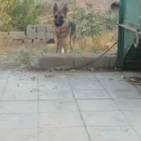 سگ ژرمن