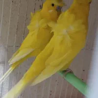 ۳ جفت مرغ عشق رینبو اورجینال وپروانه ای