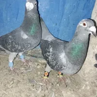 کفتر یا کبوتر|پرنده|تربتحیدریه, پائین ولایت|دیوار