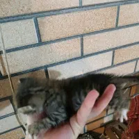 واگذاری بچه گربه