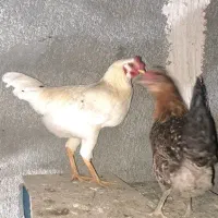 خروس|حیوانات مزرعه|سرپل ذهاب, |دیوار