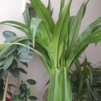 گل شاداب